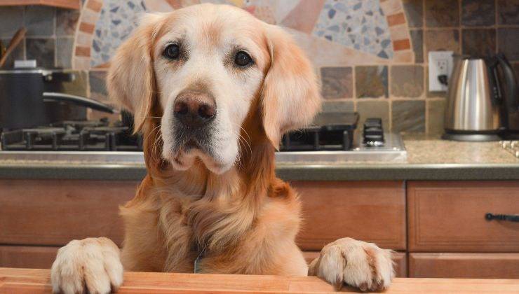 Cane con le zampe sul tavolo perché vuole mangiare il lime