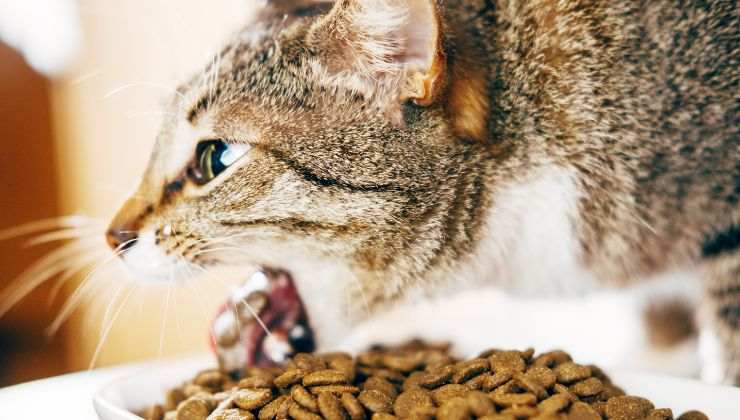 Gatto vomita