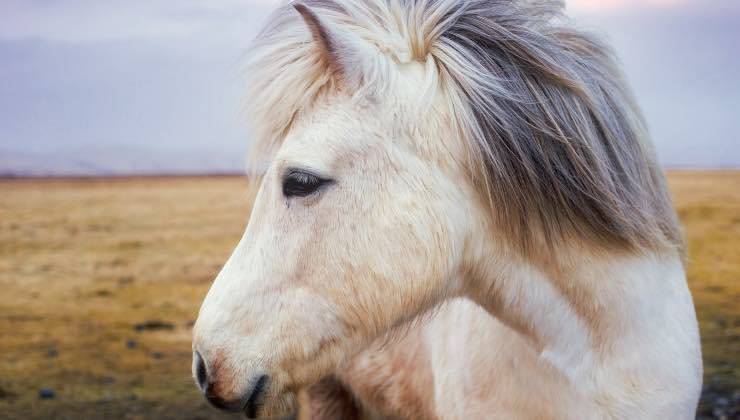 Il muso di un cavallo dal manto candido in una radura