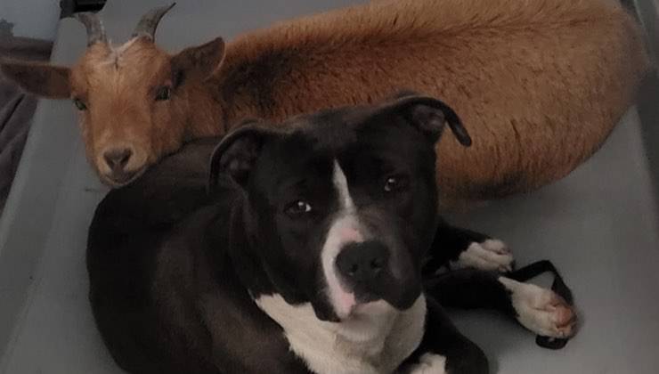 La capretta e il Pitbull sdraiati insieme 