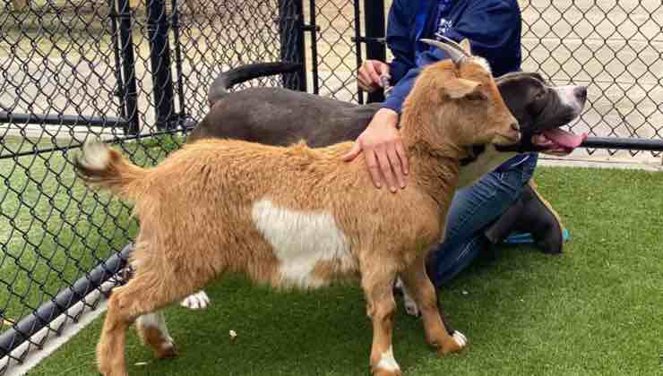 La capretta al fianco del Pitbull nel campetto 