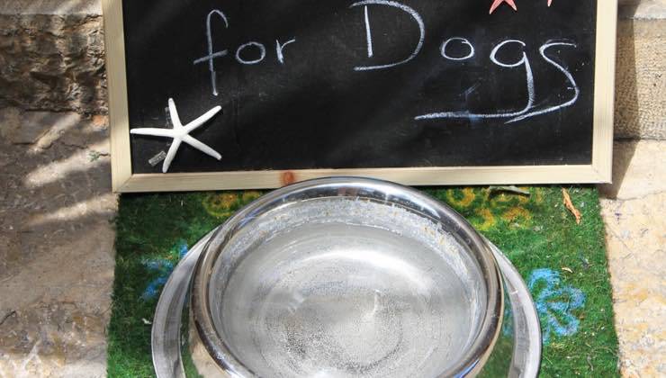 Una ciotola per cani pulita pronta per l'uso