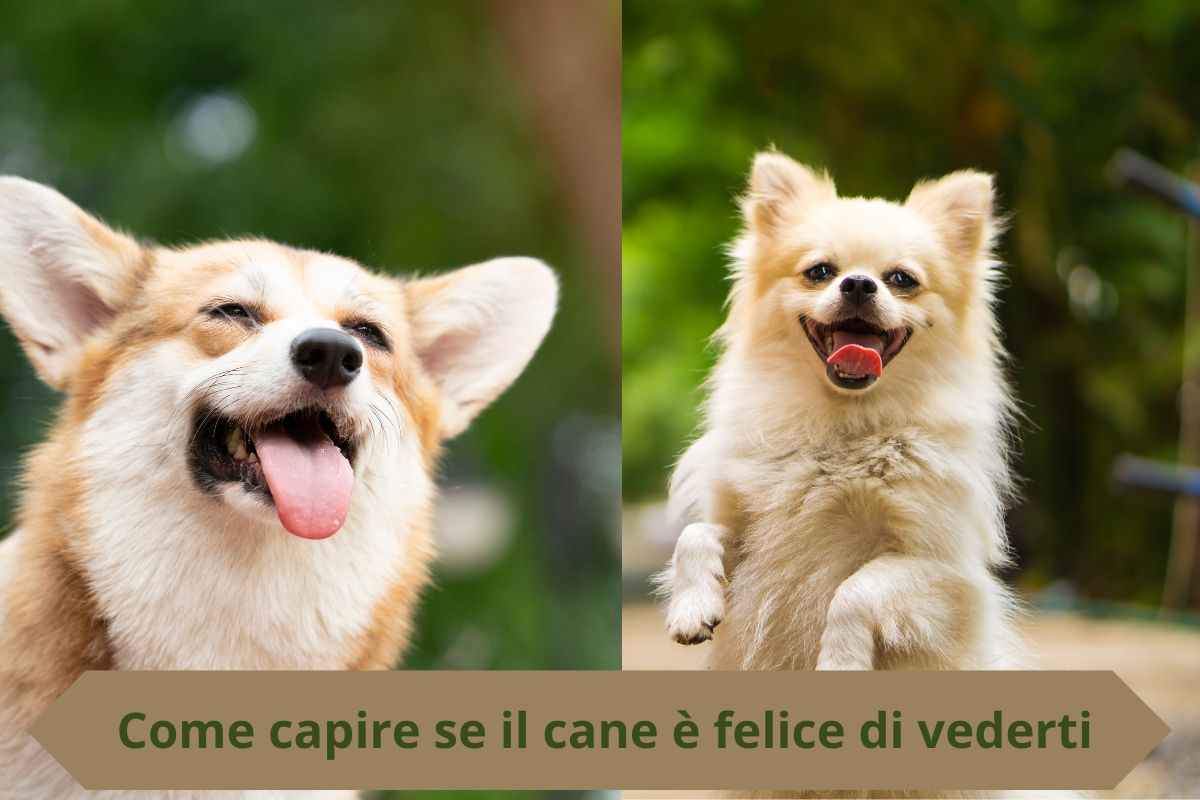 Cani felici sorridono