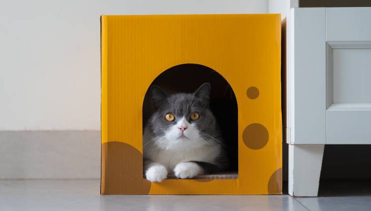 Gatto bianco e grigio in una casetta realizzata con un cartone giallo con cerchi disegnati di colore marrone