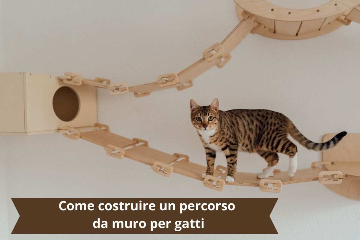 Gatto gioca sulla parete