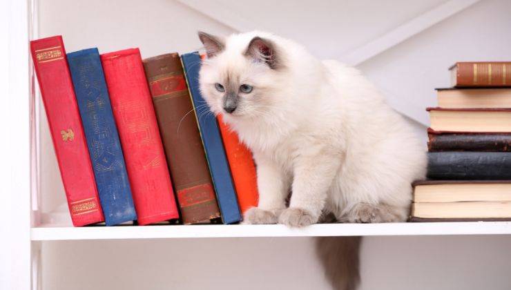Gatto sulla libreria