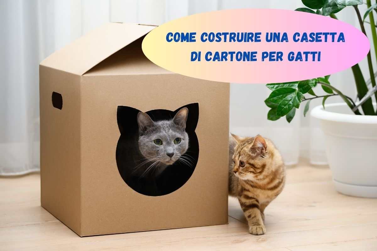 Gatto grigio in una casetta per gatti realizzata con il cartone e un gatto a strisce accanto