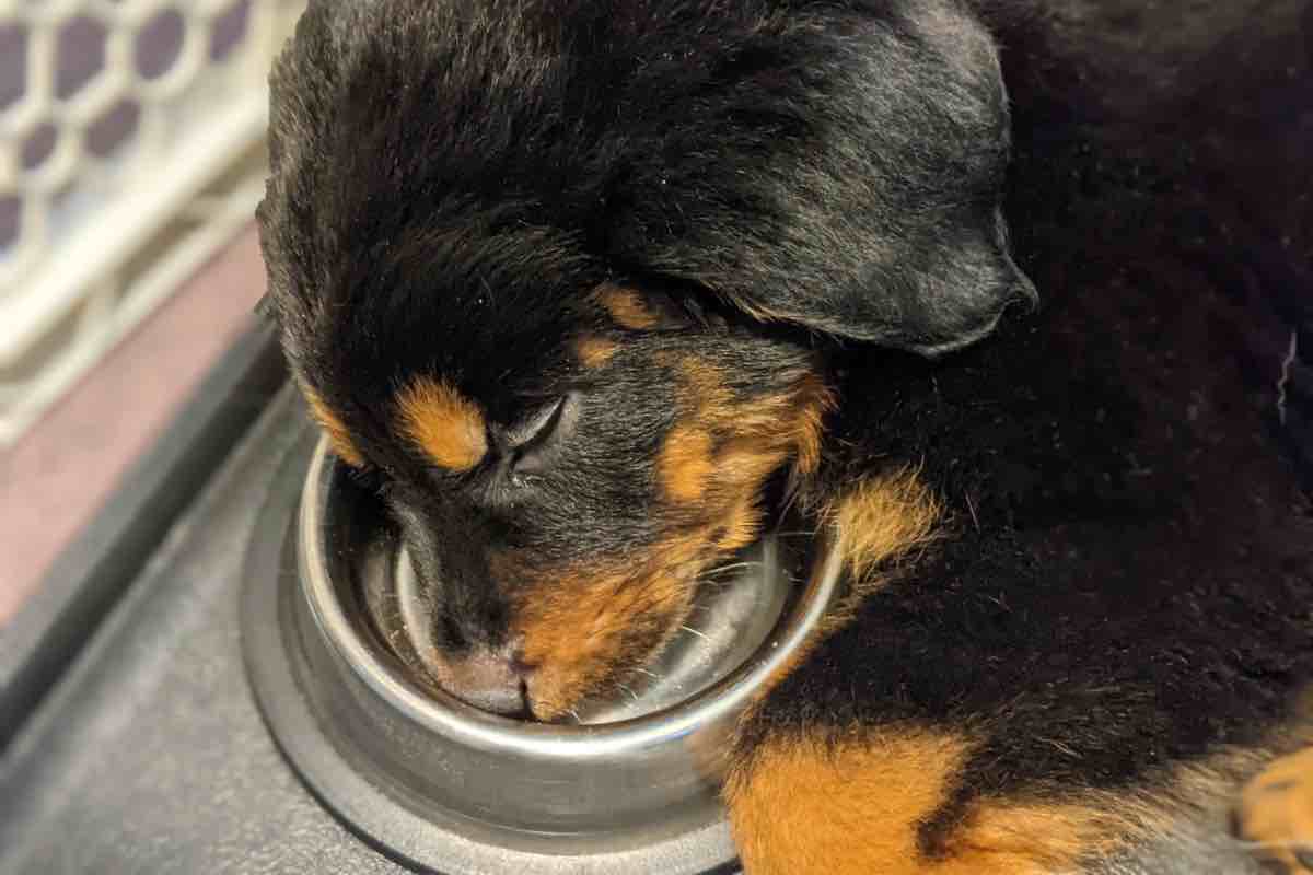 Cucciolo di cane che dorme sulla sua ciotola