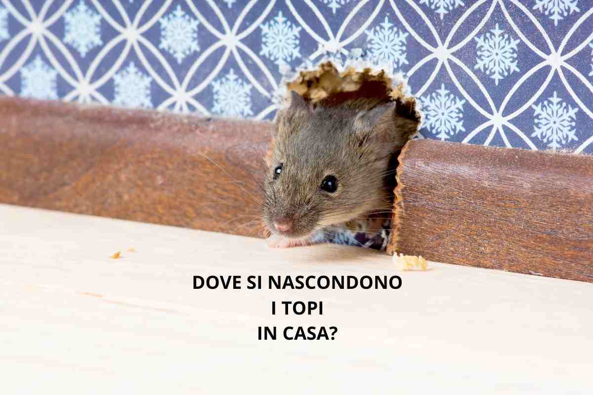 topo nascosto in casa