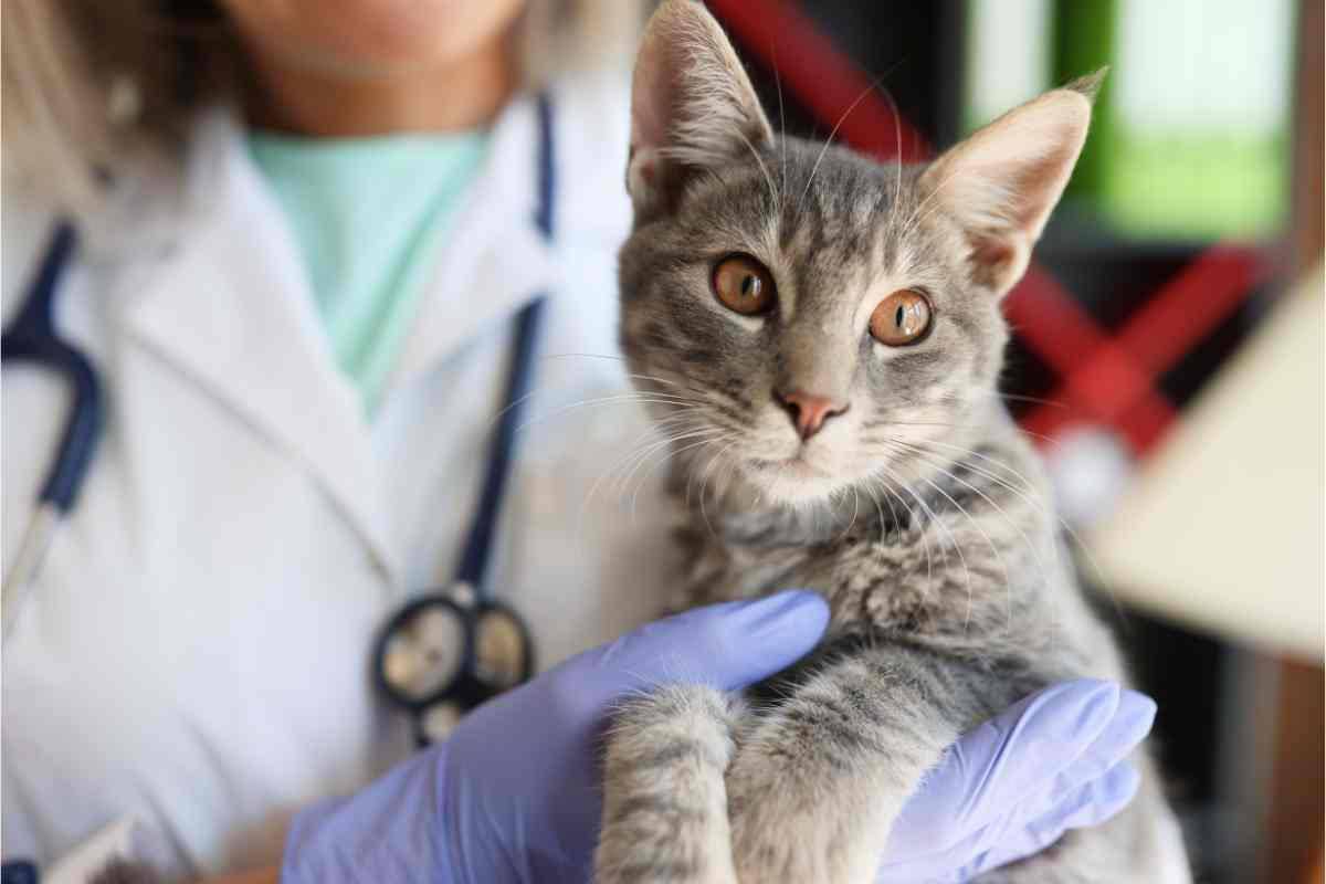 Gatto e veterinario