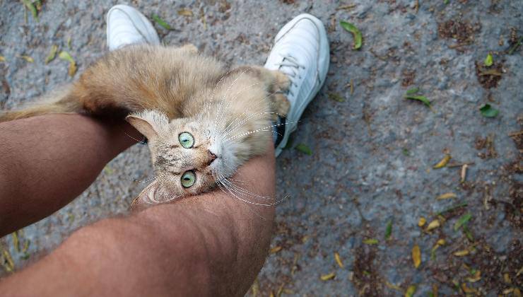 gatto alla ricerca di coccole