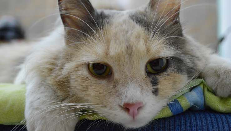 Gatto tricolore sdraiato dopo aver assunto del cibo