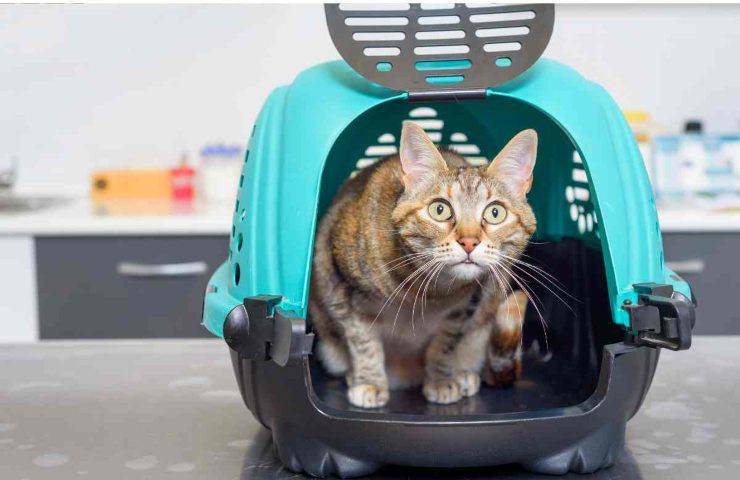 Gatto e veterinario