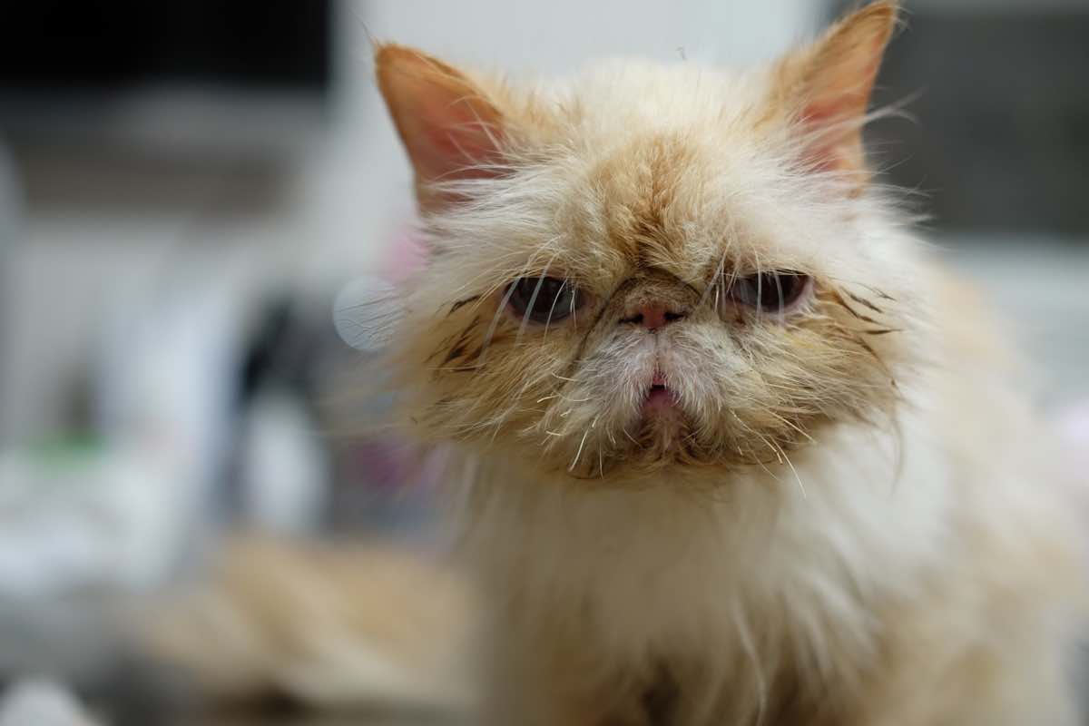 Gatto bicolore con malessere dopo aver mangiato del cibo
