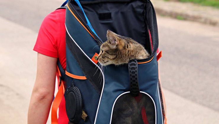 Gatto in strada dentro al trasportino a spalla 