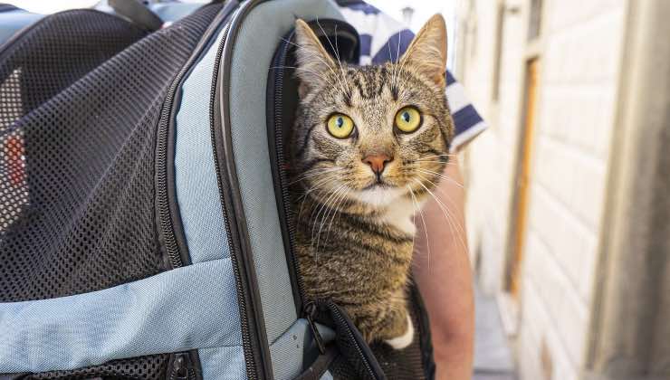 Gatto striato con occhi gialli nel trasportino a spalla 