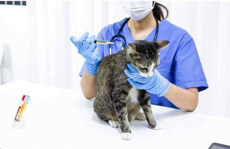 Gatto e veterinario