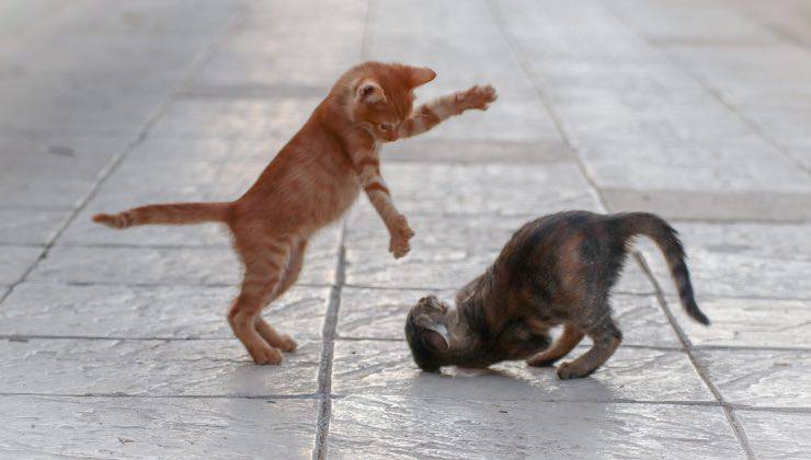 Gatto arancione e gatto grigio dal comportamento giocoso 