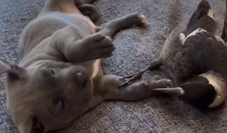 Gazza gioca con Pitbull