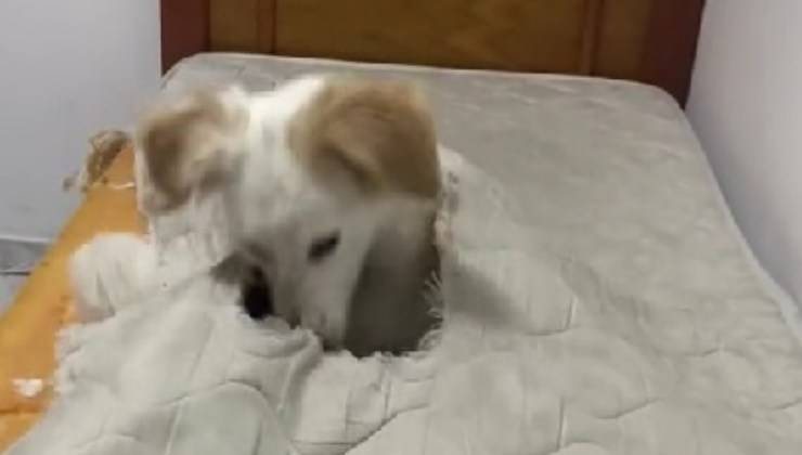 Cane ha rotto il letto
