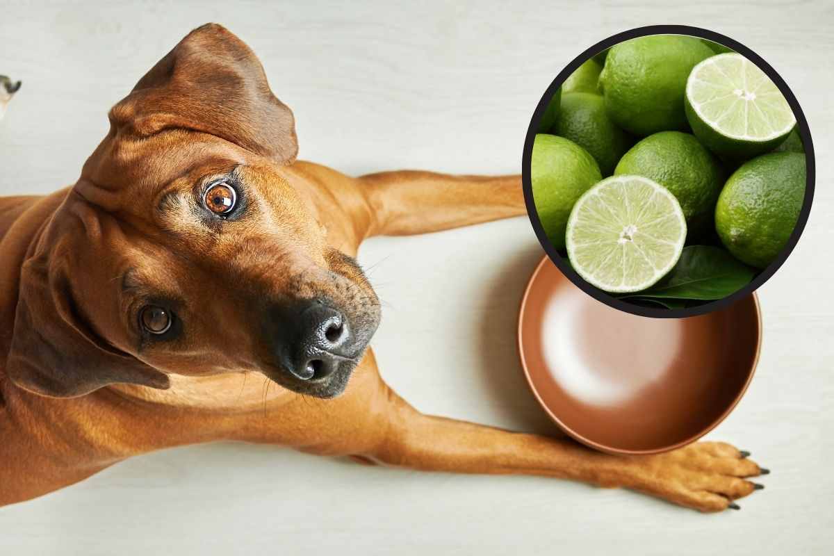 Cane con la ciotola davanti con il lime