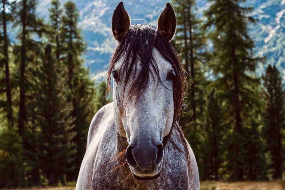 Il muso di un cavallo bianco nella natura in primo piano