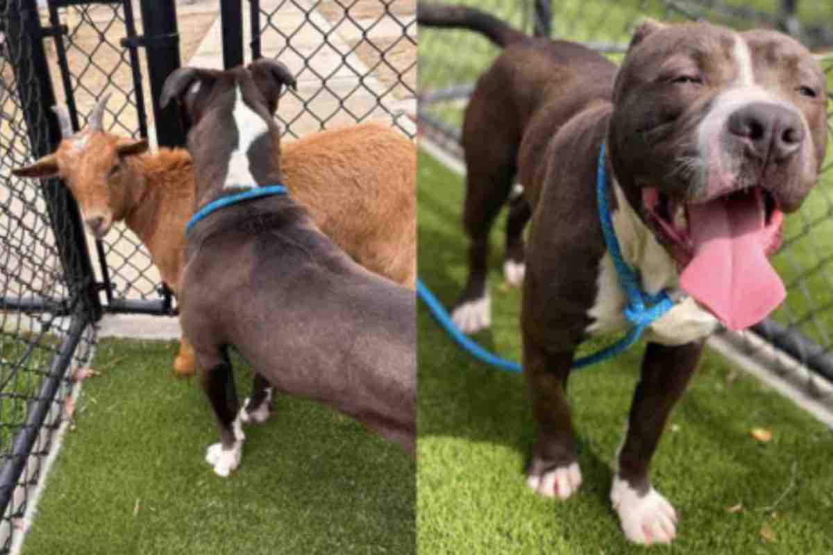 Il cane Pitbull e la capretta sul prato del rifugio