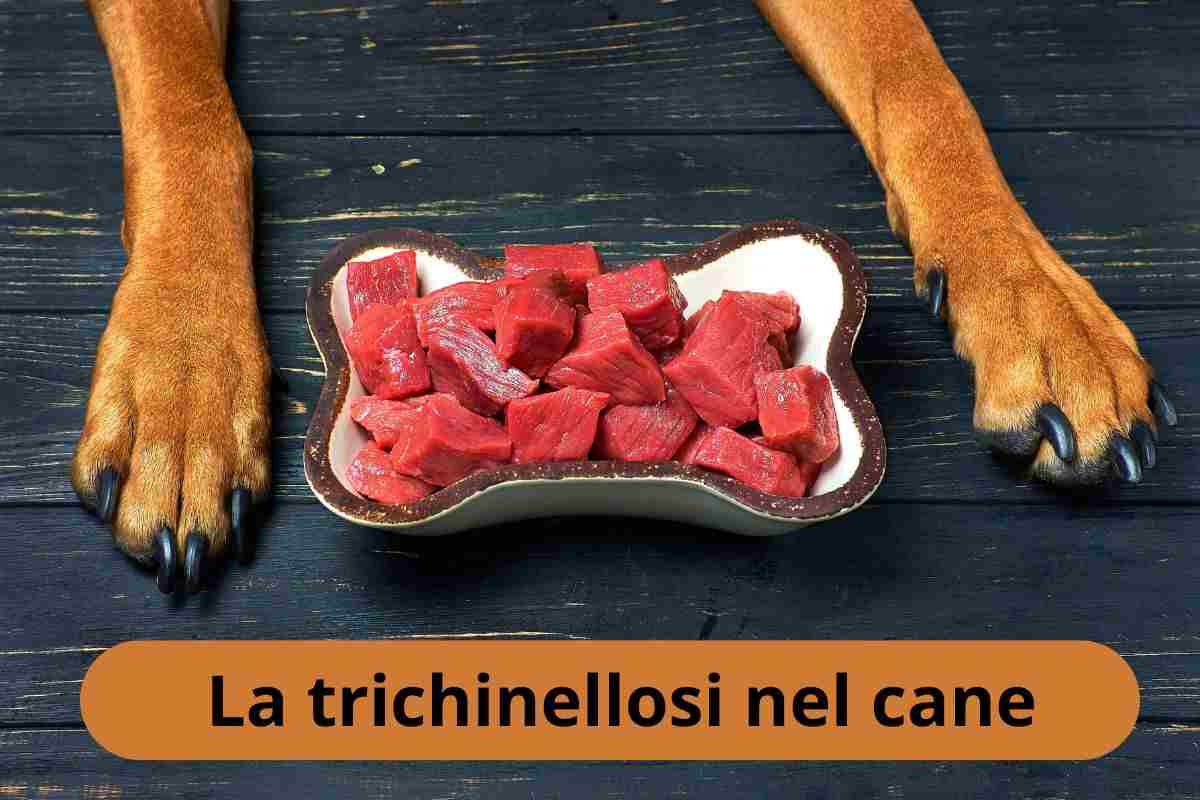 Carne cruda al cane