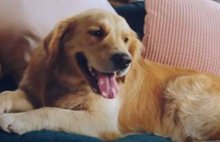 Salvata da un tumore grazie alla compassione del veterinario