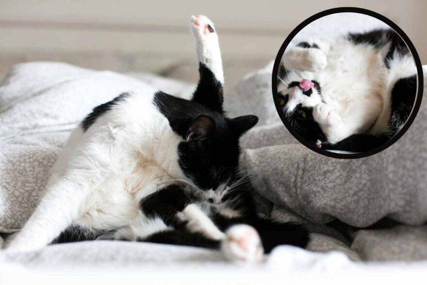 gatto usa la lingua