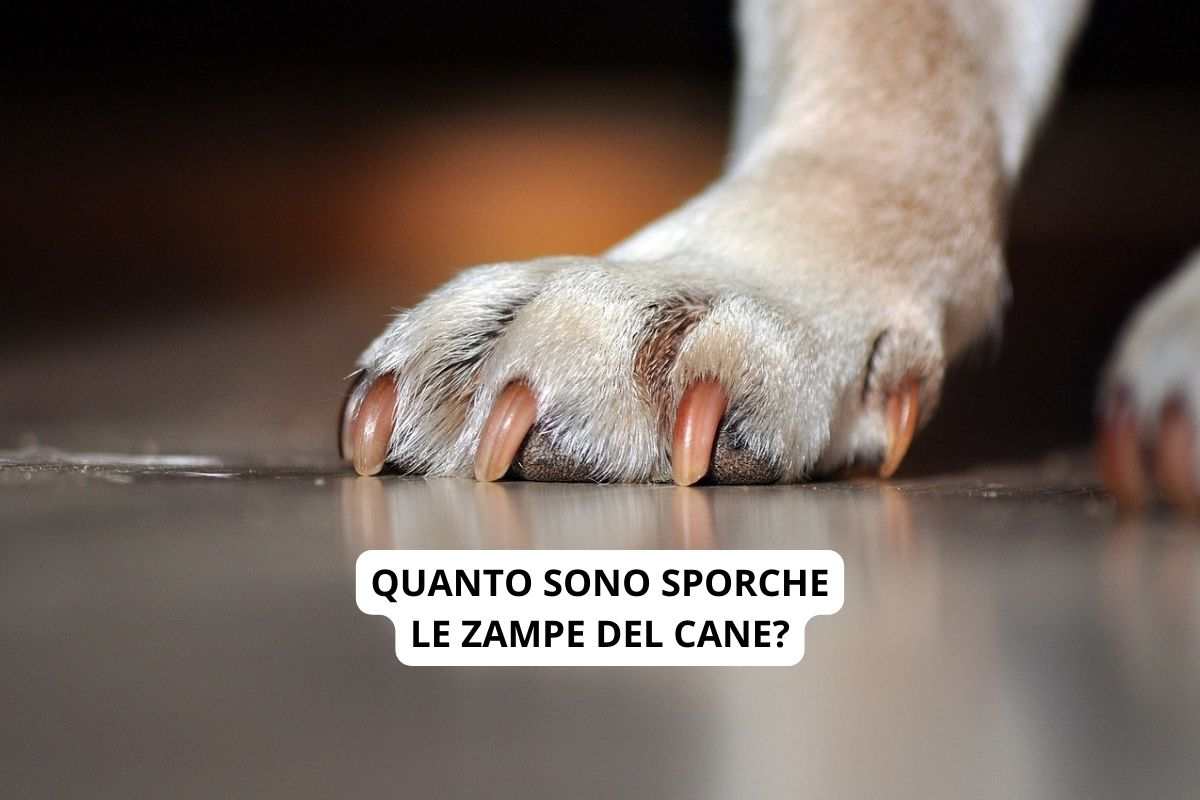 zampe sporche cane
