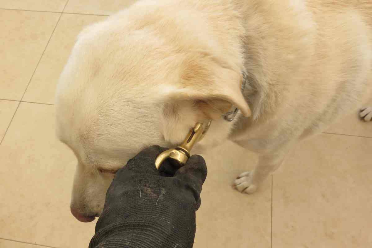 Boom di furti a natale,anche di cani