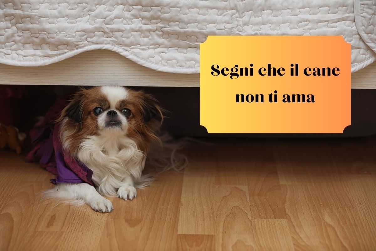 Cane si nasconde perché vuole allontanarsi dal suo umano che non ama