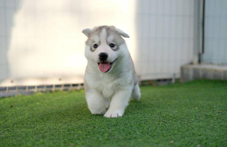 Boom di furti a natale,anche di cani