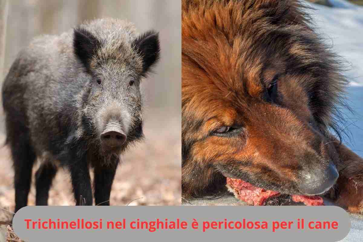 Cinghiale e cane 