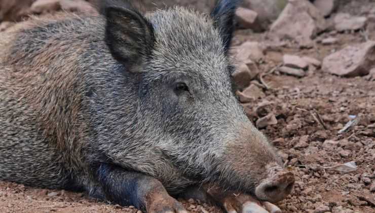 cinghiale