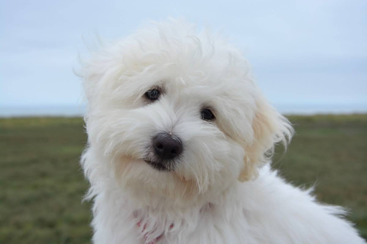 Cane dal pelo bianco e dagli occhi scuri