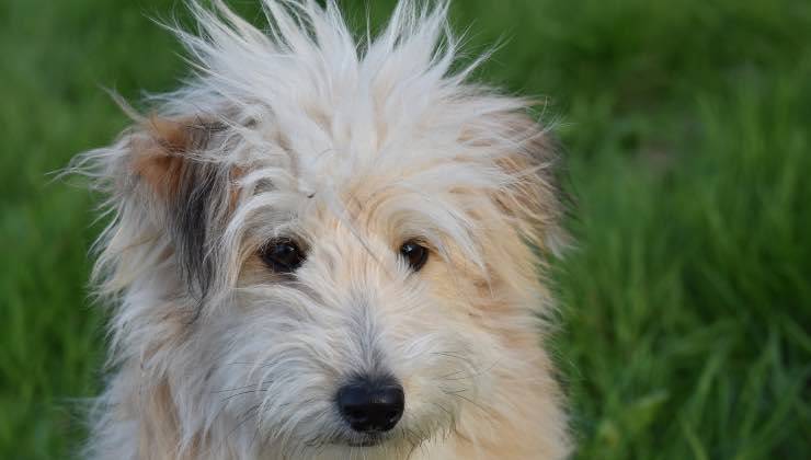 Cane degli occhi scuri sul prato 