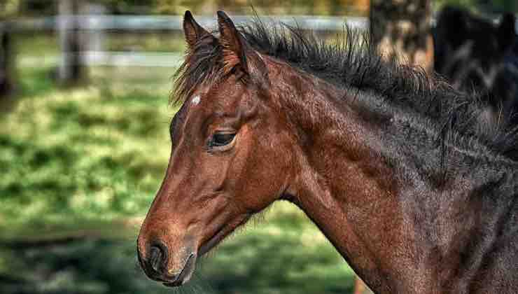 Un cavallo con il muso di profilo in un prato
