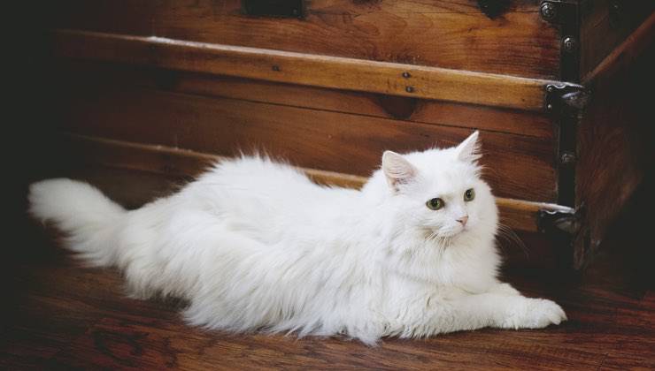 Gatto di colore bianco seduto su una panca di legno 