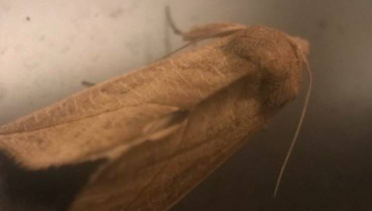 Una falena sul muro tra le specie di nuovi insetti