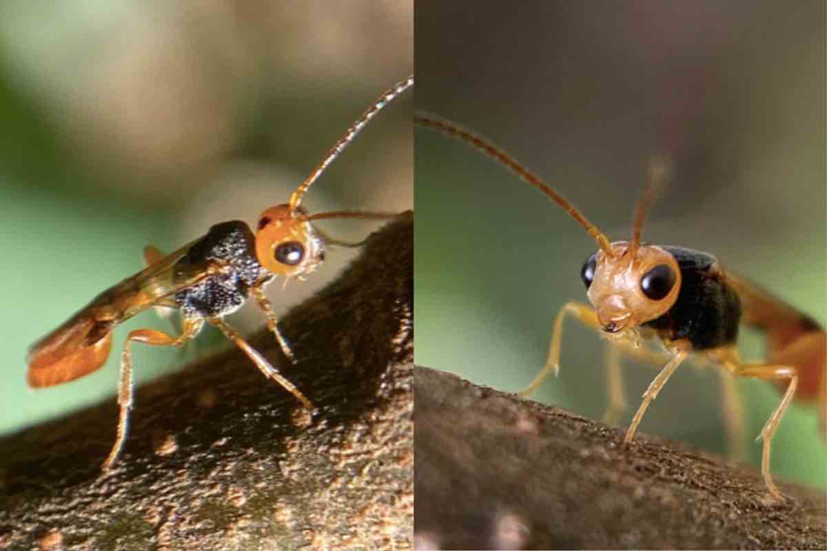 La vespa parassita su un tronco
