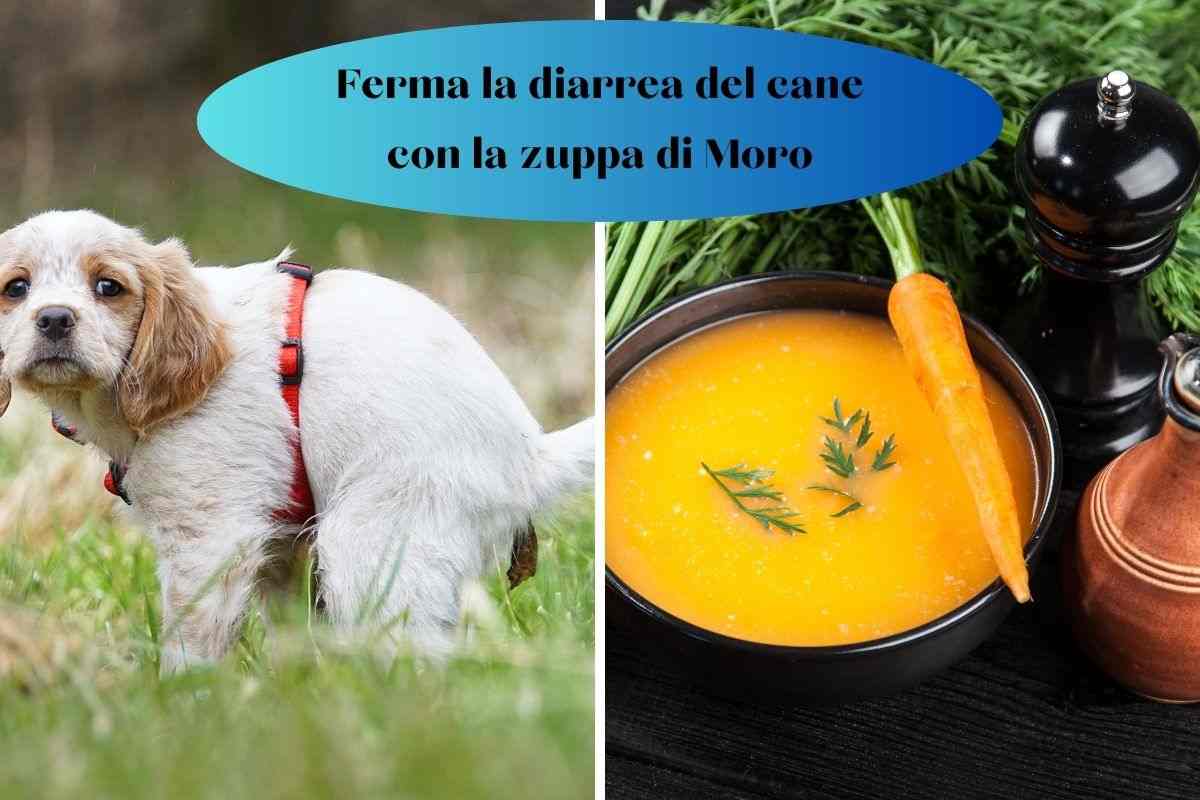 Cane ha la diarrea e gli viene data la zuppa di moro come rimedio