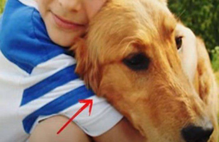 Salvata da un tumore grazie alla compassione del veterinario