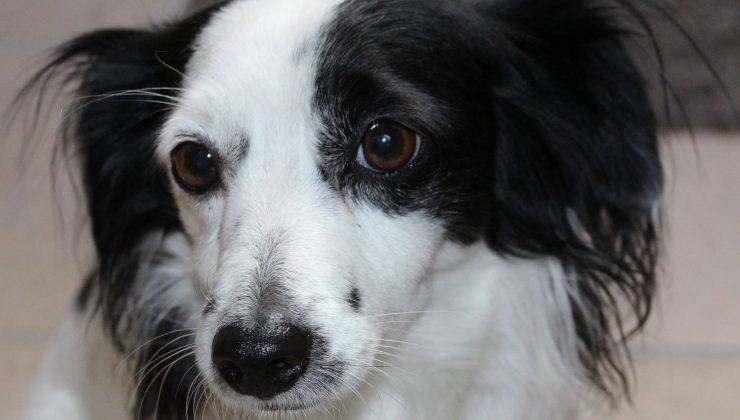 Cane bianco e nero che aspetta le carezze