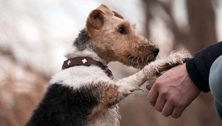 cane con zampa sulla mano del proprietario