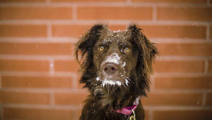 Cane coperto di neve