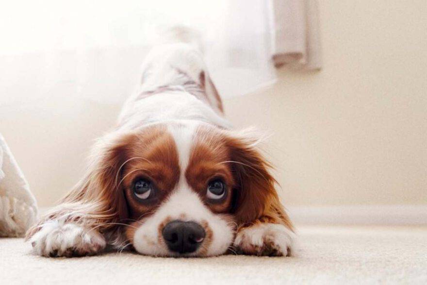 "Umanizzare" il cane può fare più male che bene