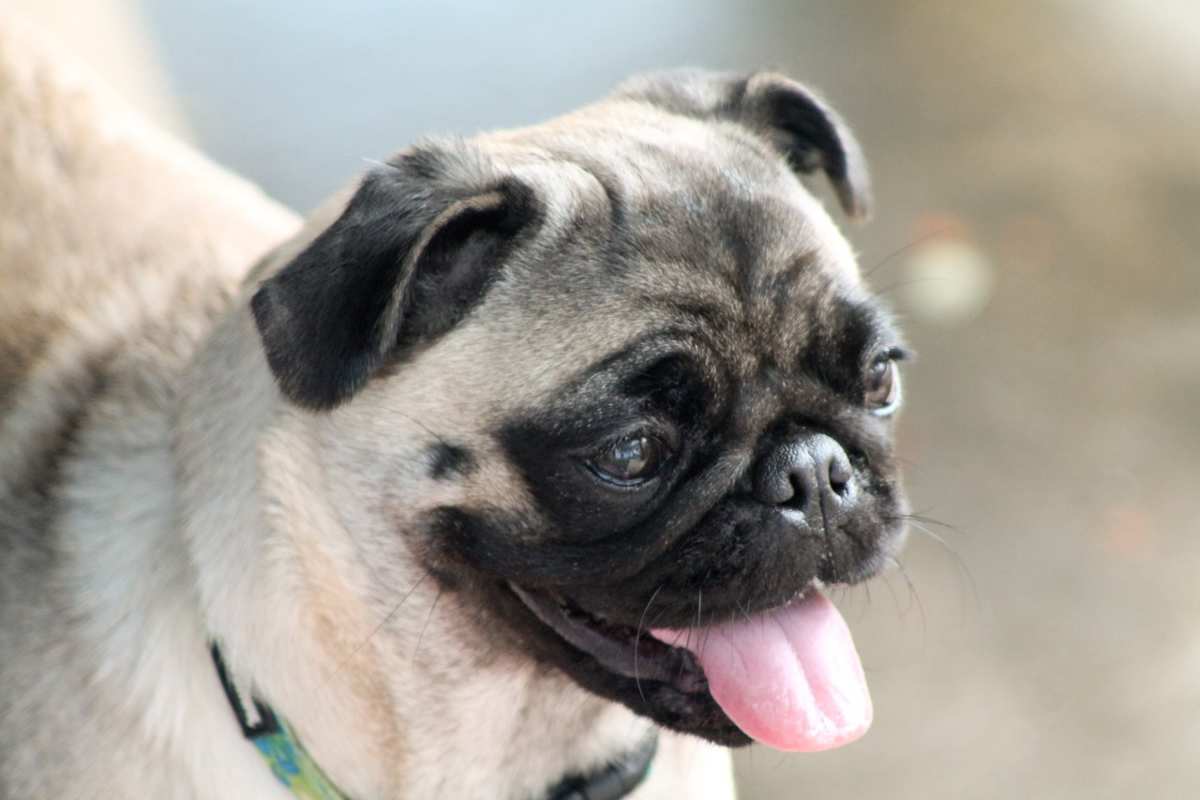 cane felice