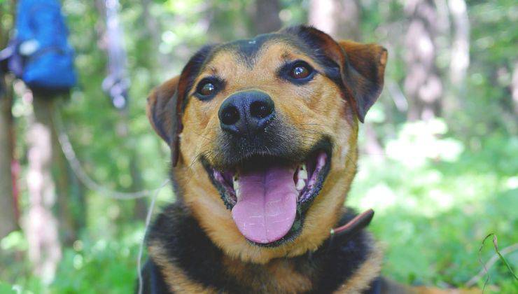 cane felice all'aria aperta 